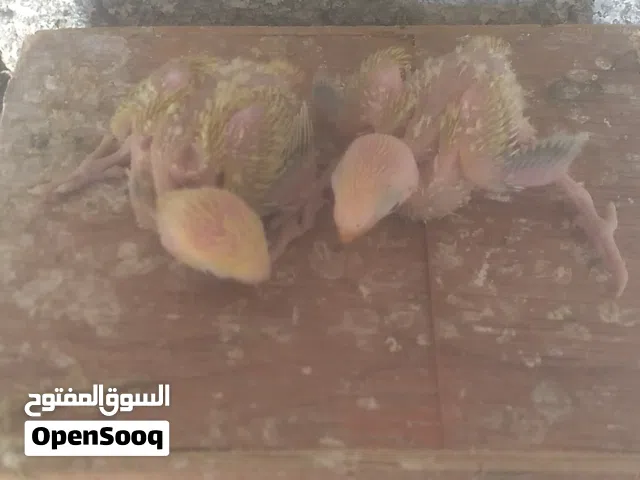 طيور بركديلو