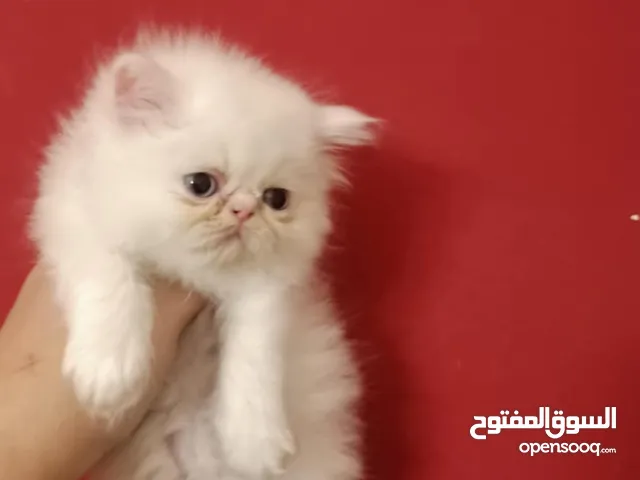 قطه هيمالايا بيكى فيس