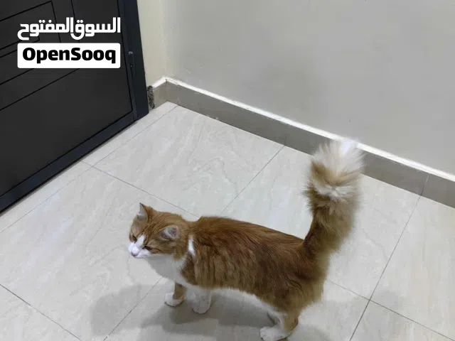 قطوسه شيرازي حامل تبني