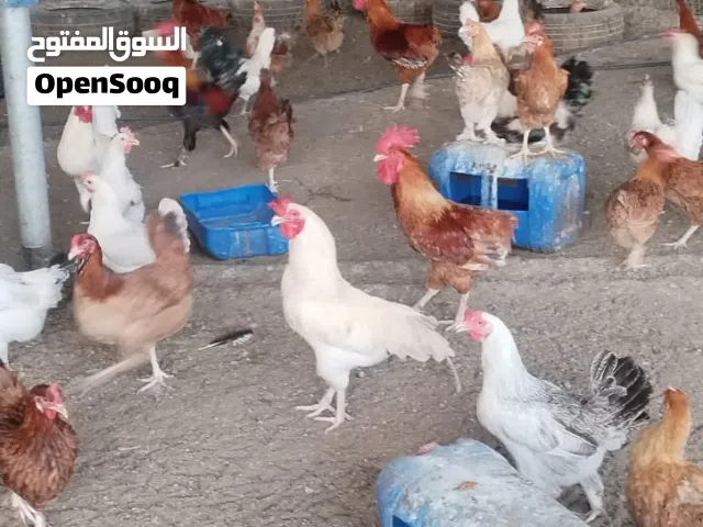 دجاج تهجين