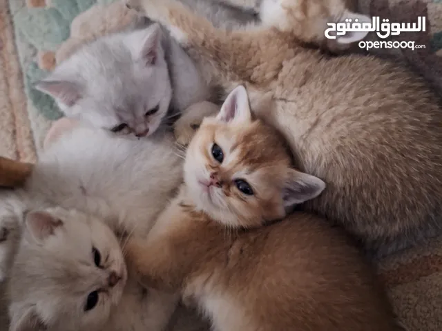 kittens for sale. 1 .5 months old. Scottish.