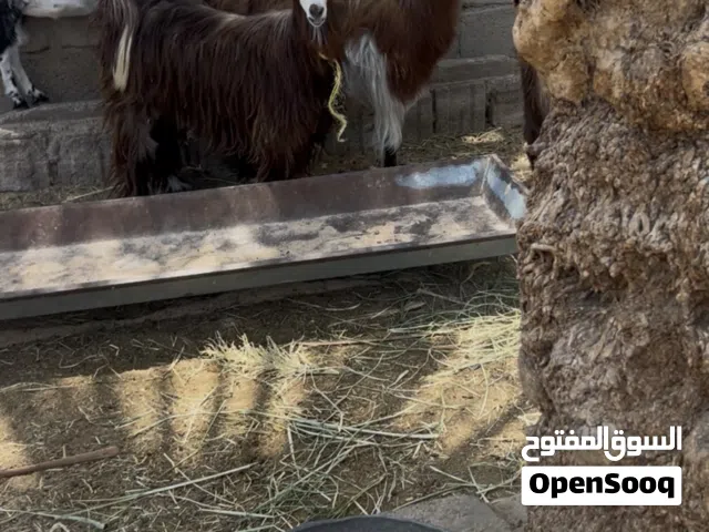 للبيع غنم من حلال بني سعيد