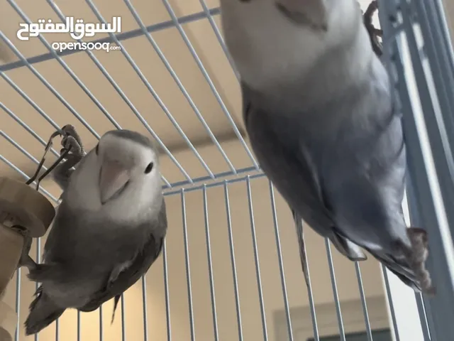 طيور روز (حب) lovebird للبيع مع القفص