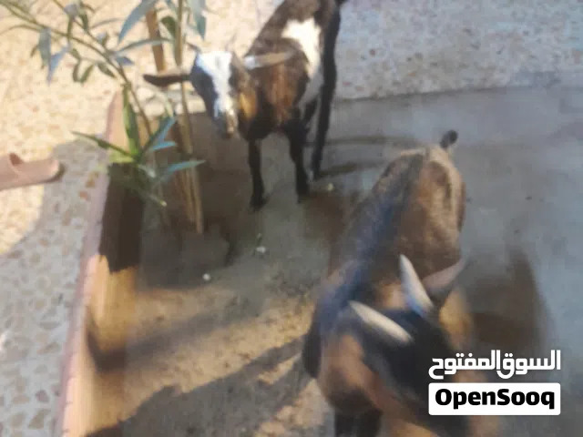 ماعز قطريات
