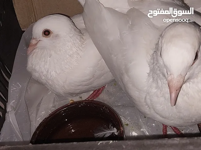 جوز حمام لاحم فرنسي للبيع بسعر مميز