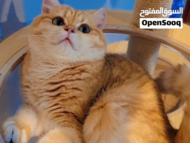 ذكر برتيش تابي قولد للبيع