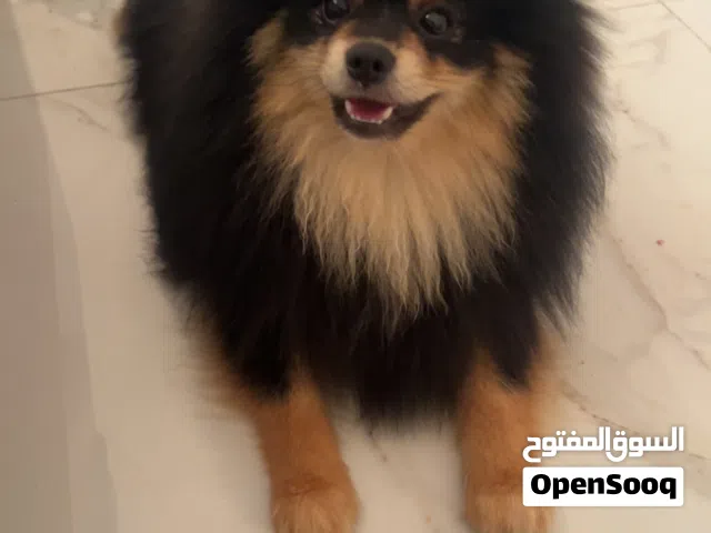 كلب بوميرانيان صغير 6 شهور