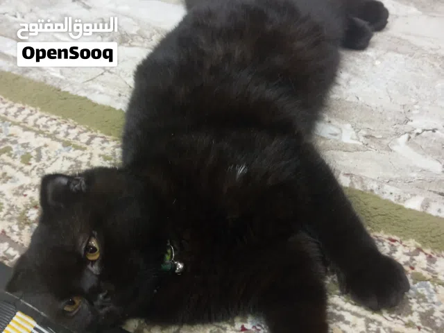قط شيرازي للبيع ب80قابل