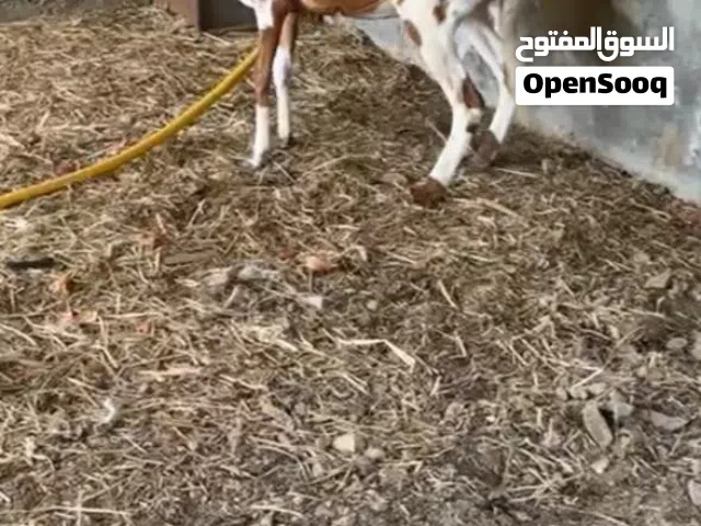جاعده تهجين سوداني طيبه وصغيره ف السن