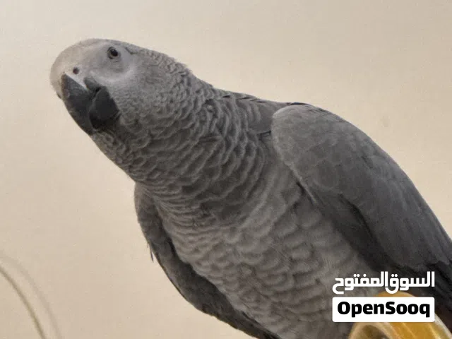 ببغاء كاسكو أفريقي أليف – يتكلم – عمر مناسب للتعليم