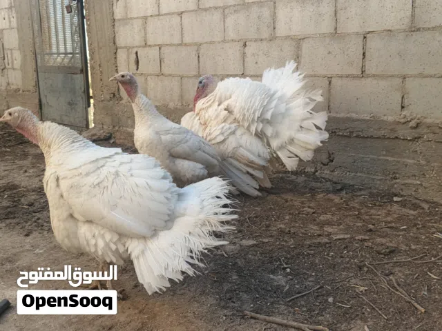 دجاج حبش هولندي