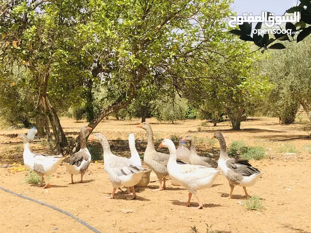 السلام عليكم وز للبيع المكان الزهرة السعر البيع 70د