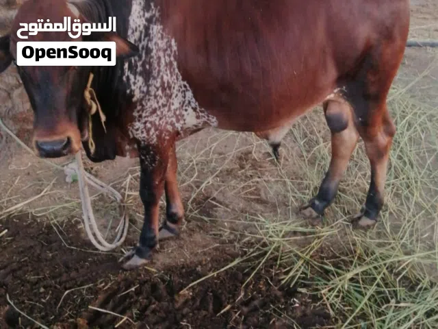 ابقار للبيع