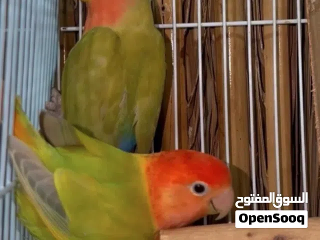 للبيع طيور سبب البيع العمل لا يوجد لدي وقت