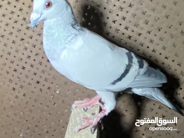 للبيع 40 حبه تنظيف سطح