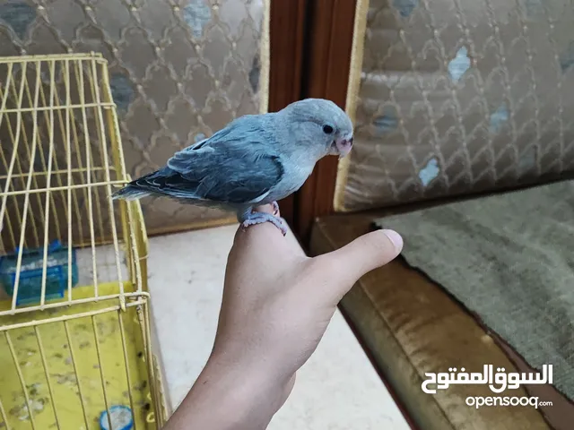 بركديلو مروض فل