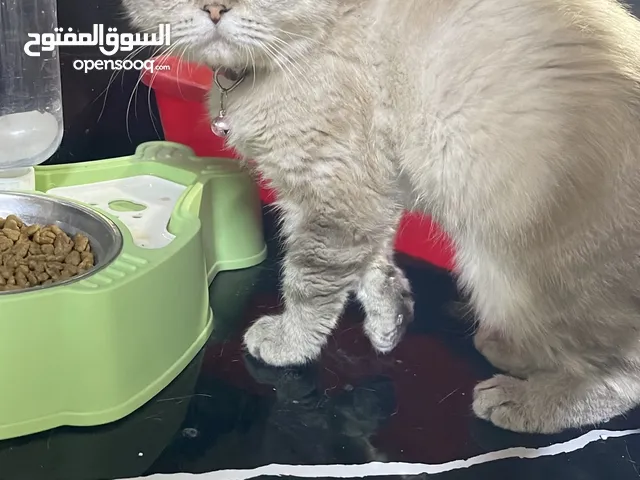 ذكر سكوتش ماربيل