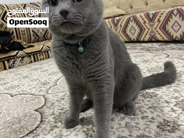 سكوتش فولد