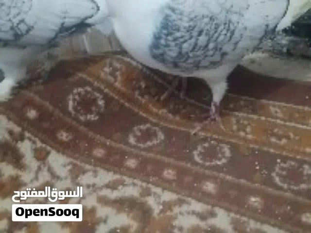 حمام للبيع فحلين سنتنايت وطيرة بوز وفرخين