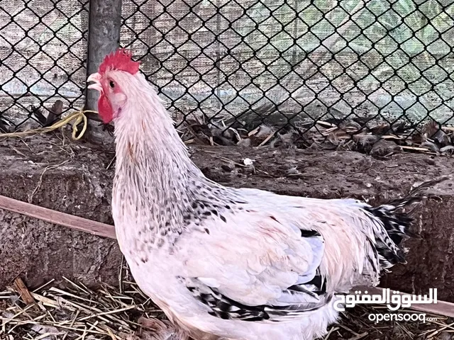 ديكة فرنسي بيور