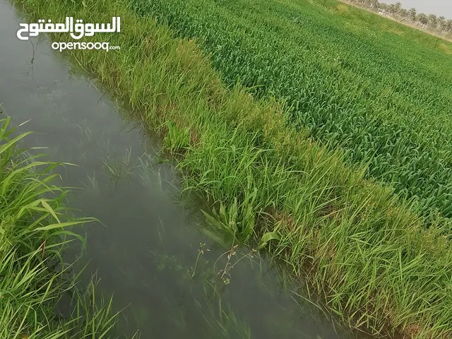 أرض زراعيه سند 25
