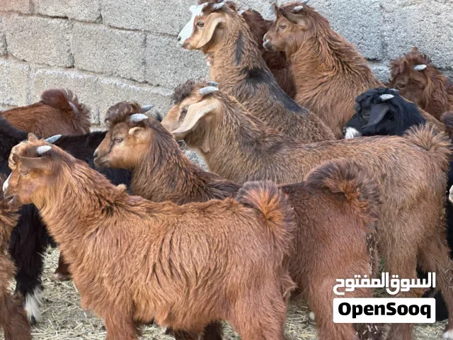 جدايا عمانيات جباليات سمان من حلال بني سعيد مصدرهن من قطيع واحد كلهن جاهزات للتربيه وللذبح