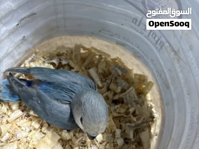 فرخ روز ترويض