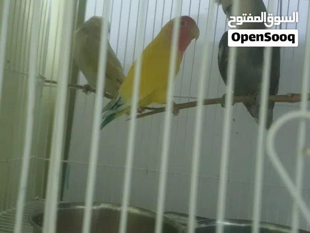 6 طيور كوكتيل واحد اثنين بادجي ثلاثة روز