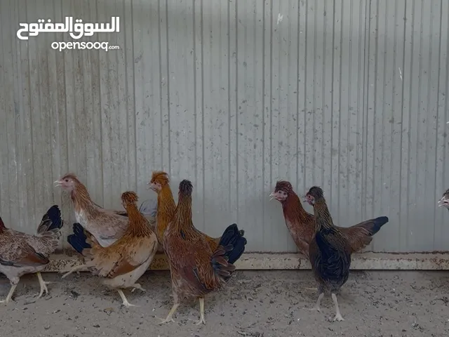 دجاج عربي قديم