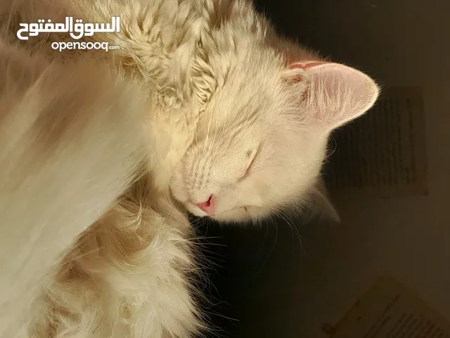قطة شيرازي عمرها سنة ب15
