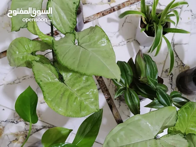 نباتات داخلية قطع كلش حلوة. توضع فوق الرفوف او المكاتب اوميز الطعام. مناسبة في كل مكان الوصف مهم