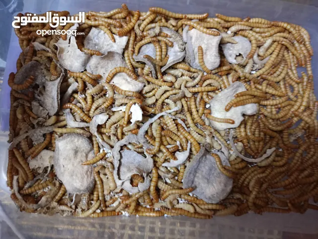 3 حافضات دود قبابي