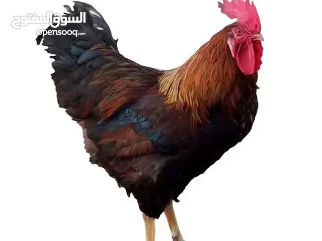 متوفر دجاج محلي عمر 6 شهور في ابو ظبي  التواصل
