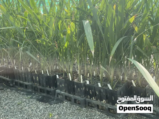 للبيع فسائل نسيجيه