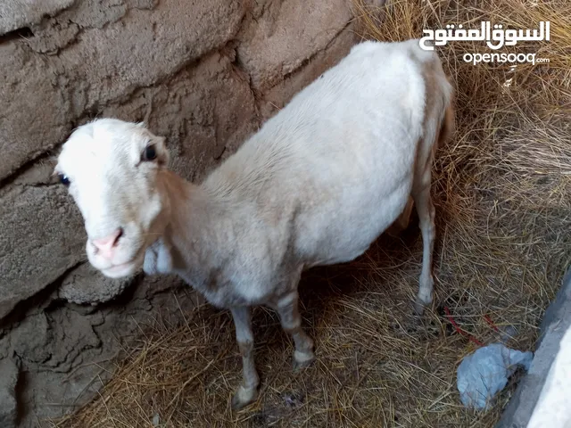 الاعلان غنم ابيع