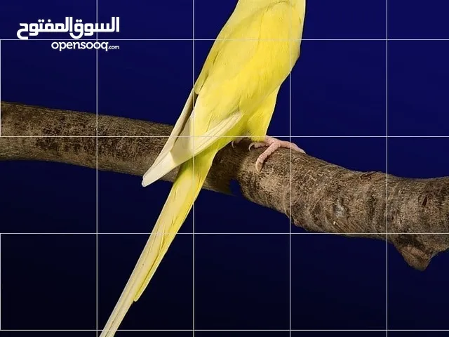 درة أصفر لاتينوا متكلم نمبر ون أعجوبة من أعاجيب الله أسطورة كلام تابع الوصف