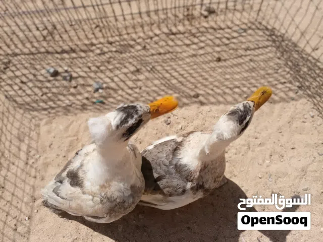 كوبياء بط زينه مشوش مشاء الله