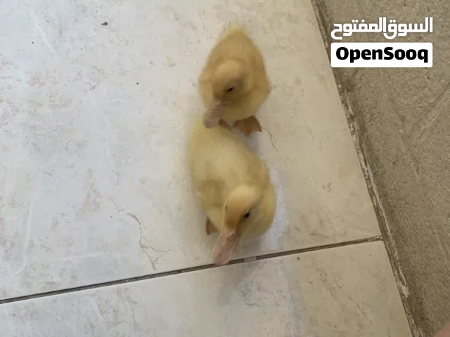 بطيتين لون اصفر ذكر وأنثى