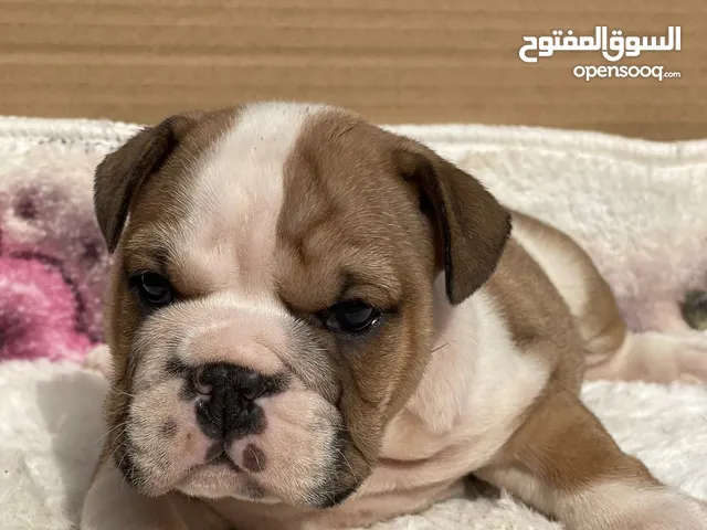 English bulldog puppies.passport and vaccination all done. Looking for good and loving home.
