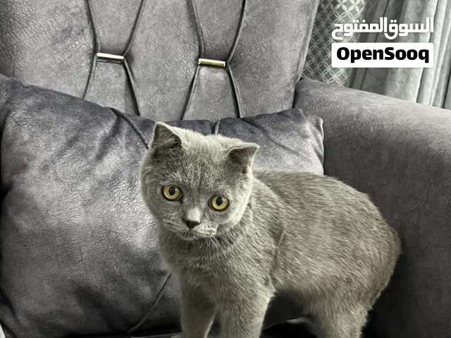 قط للبيع سكوتش