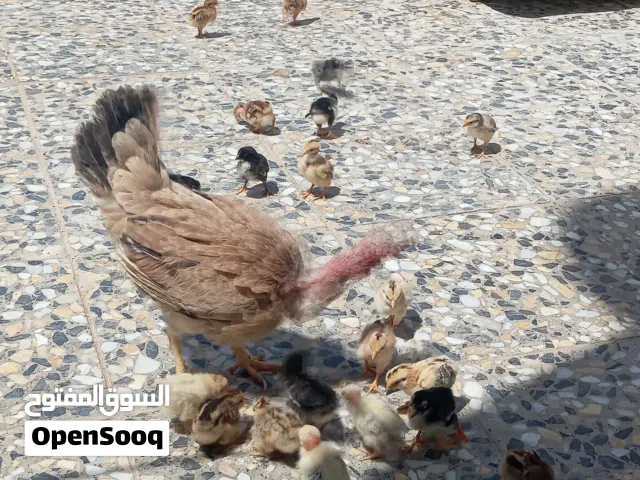 دجاجة للبيع مع افراخ العدد 21 مال بيت صاحيات وماخذات لقاح
