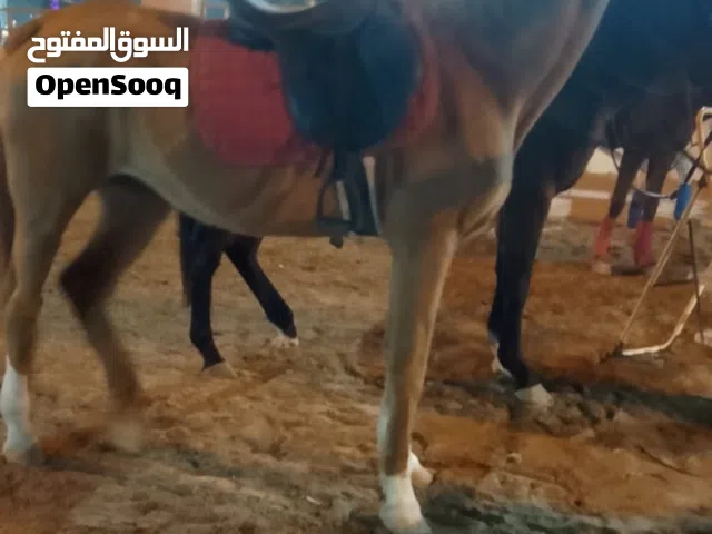 خيول واحد أنثى او الثاني فحلا فلا ريس عمر لأنثى 10 سنين الفحل عمره 7 ولا 8 سنين لا يكلمني غير الصامل