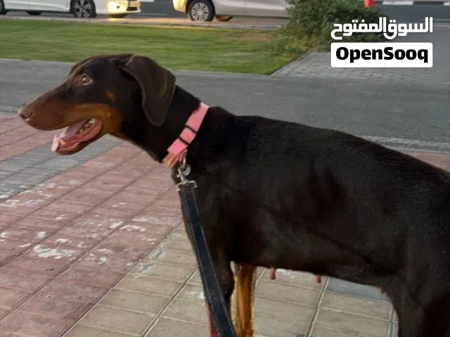 A female Doberman for sale