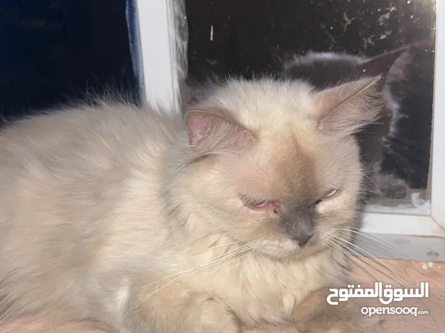 قطة انثى هملايا للبيع بسعر جميل