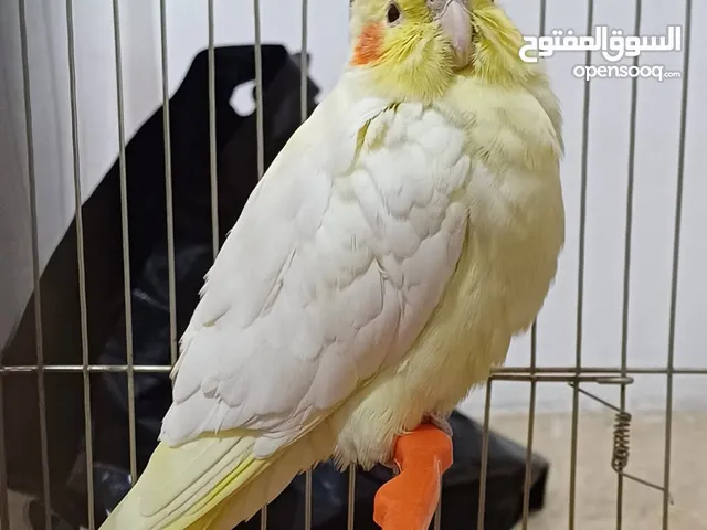ببغاء كوكتيل حلو ومرتب وبعمر اصغير اكلو معو وقفسو معو ونضيف جدآ للبيع مع جميع اغراضو