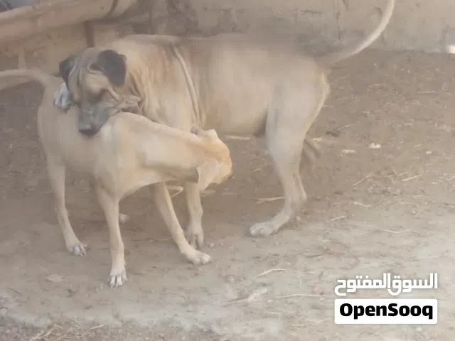 كلب بيتبول للبيع الوصف مهم