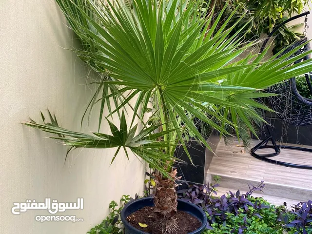 Palm Tree - Healthy,  Beautiful for your garden