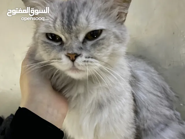 قط شيرازي للتبني