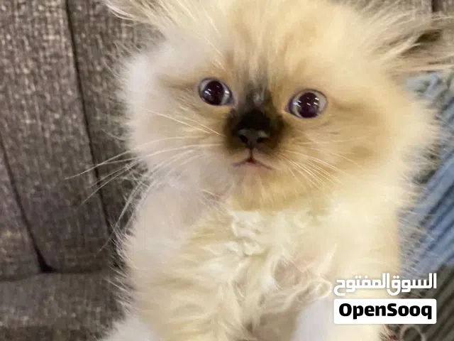 قط للبيع من أب شيرازي وأم هملايا