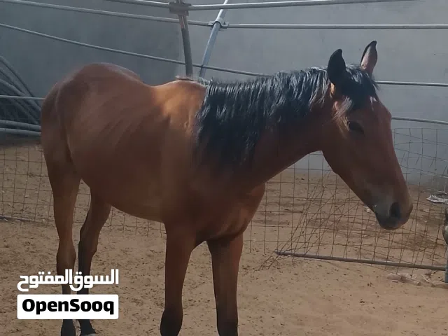 فرس للبيع ربي يبارك الفرس مكلوفه متعوب عليها المكان
